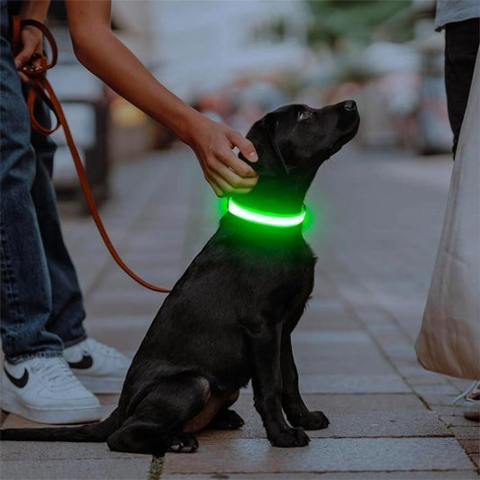 Collier lumineux LED pour chien - visibilité nocturne optimale