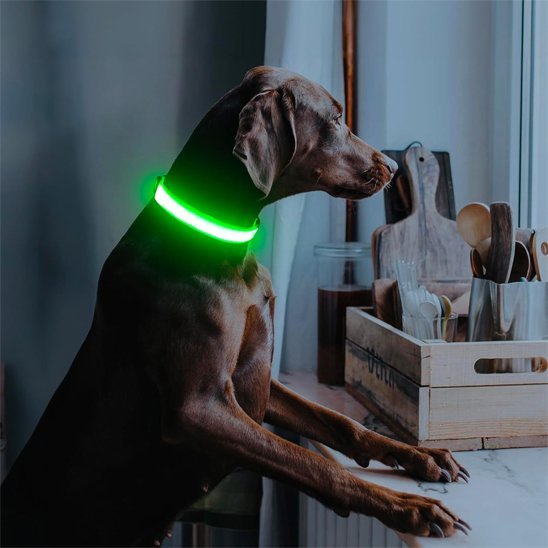 Collier lumineux rechargeable pour chien