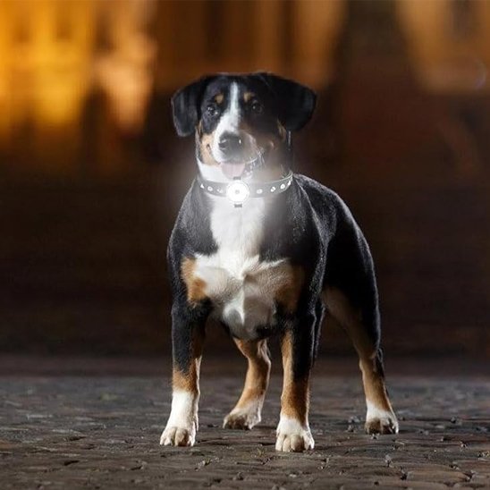 Matériau doux et confortable du collier pour chien
