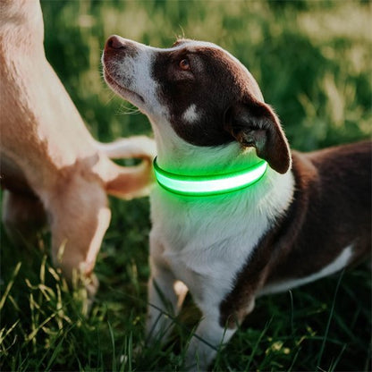 Système d'éclairage LED du collier pour chien