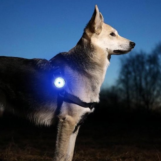 Collier pour chien avec anneau en métal résistant