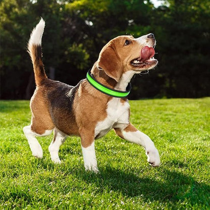 Collier lumineux pour chien en action la nuit