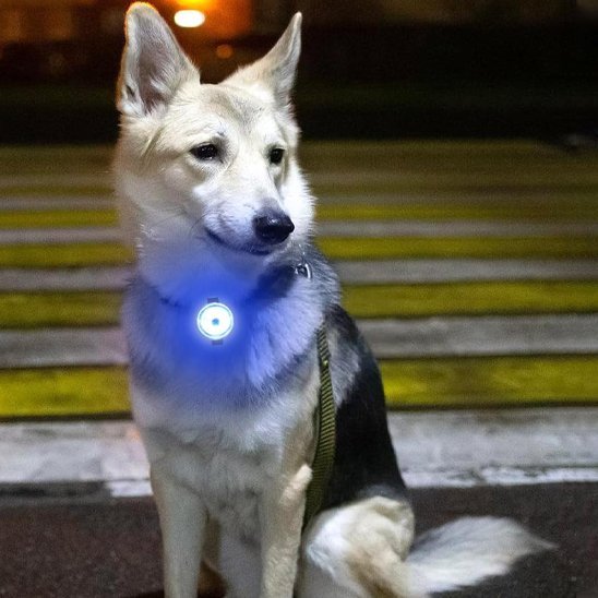 Collier pour chien porté confortablement